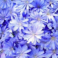 Dried flowers of Chicory Root, 1 kg
