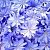 Dried flowers of Chicory Root, 1 kg, photos, reviews, use