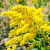 Common goldenrod grass, 1 kg, photos, reviews, use