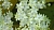 Dried elderberry black flowers, 1 kg, photos, reviews, use