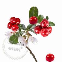 Купить Отдушка Very Merry Cranberry Tree, 1 литр в Украине