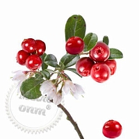 Very Merry Cranberry Tree Fragrance Oil, 1 L