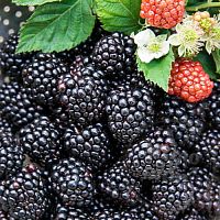 Купить Ароматизатор пищевой Fresh Picked Blackberry, 1 литр в Украине