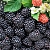 Ароматизатор харчовий Fresh Picked Blackberry, 1 літр