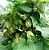 Powder extract of Dioscorea, 1 kg, photos, reviews, use