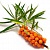 Fragrance Oil Sea buckthorn, England, 1 liter, photos, reviews, use