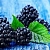 Blackberry powder 500 g cosmetic ingredient Mylo Opt