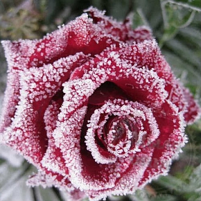 Купить Сухая гранулированная отдушка Frozen Flowers, 1 кг в Украине