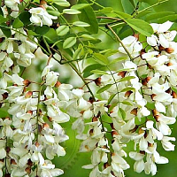 Acacia white flowers, 1 kg