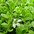 Brahmi oil, 25 gr, photos, reviews, use