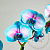 Fragrance Oil Delicate orchid, 1 l, photos, reviews, use