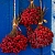 Viburnum Extract Concentrate 1 L, photos, reviews, use