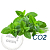 CO2 extract Peppermint, 1 kg, photos, reviews, use