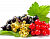 Currant Absolute, 1 kg, photos, reviews, use