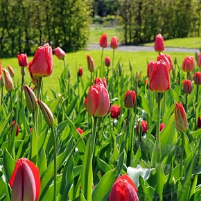 Купить Ароматическое масло Тюльпаны (Tulip), 50 мл в Украине