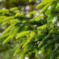 Dry granular Fragrance Oil Coniferous Freshness, 1 kg