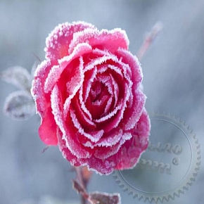 Купить Отдушка Frozen Flowers, 1 литр в Украине