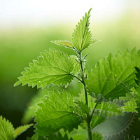 Fragrance Oil Nettle. England, 1 liter