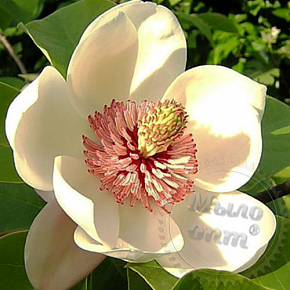 Купить Cosphaderm Magnolia Extract 98, 100 гр в Украине