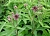 Marsh cinquefoil - Russian ginseng 10 kg cosmetic ingredient Mylo Opt