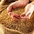 Купить Гидролизат Пророщенной пшеницы, 1 л в Украине