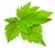 Concentrated extract of black currant leaves, 1 L, photos, reviews, use