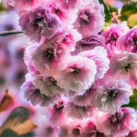 Купить эфирное масло kwanzan cherry, 1 л