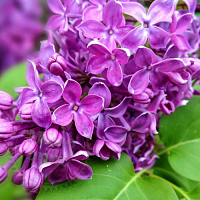 Гранулы с ароматом Lilac Purple, 1 кг