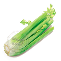 Celery Hydrosol, 1 liter