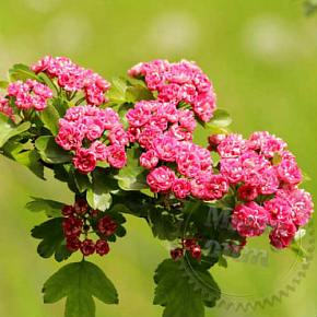 Купить Отдушка Цветы боярышника, 1 л в Украине