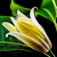 Champaka Fragrance Oil 1 L cosmetic ingredient Mylo Opt