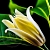 Champaka Fragrance Oil 1 L cosmetic ingredient Mylo Opt
