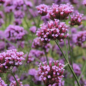 Купить Отдушка Verbena, 1 литр в Украине