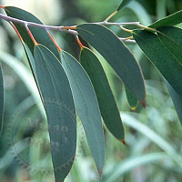 Fragrance Oil Eucalyptus, 1 liter