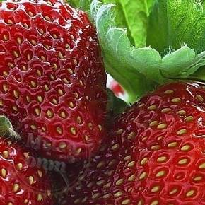 Купить Ароматизатор пищевой Fresh Strawberry, 1 литр в Украине