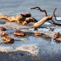 Отдушка Driftwood and Amber, 50 мл