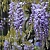 Chinese Wisteria Extract Powder 100 g cosmetic ingredient Mylo Opt
