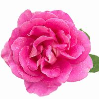Купить Rosa Damascena flower Extract, 1л в Украине