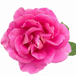 Купить Rosa Damascena flower Extract, 1л в Украине