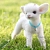 Goat Milk Powder 10 g, photos, reviews, use