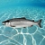Salmon DNA 5 g, photos, reviews, use