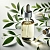 Cosmetic Tea Tree Oil 25 ml, photos, reviews, use
