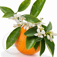 Купить Отдушка Orange Blossom & Thyme, 1 литр в Украине