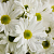 Chrysanthemum Absolute, 1 L, photos, reviews, use