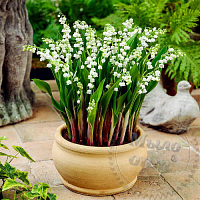 Віддушка Lily of the Valley, 1 літр