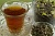 Ivan tea herb - for all diseases, 10 grams, photos, reviews, use