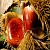 Ayurvedic powder Chestnut 100 g cosmetic ingredient Mylo Opt