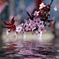 Dry granular Fragrance Oil Water Blossoms, 1 kg
