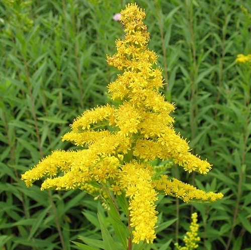 Common goldenrod grass, 1 kg, photos, reviews, use