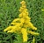 Common goldenrod grass, 1 kg, photos, reviews, use